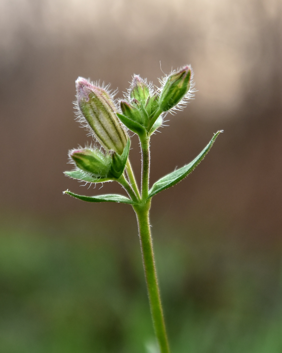 Изображение особи Melandrium astrachanicum.