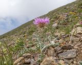 Psephellus caucasicus. Цветущее растение. Кабардино-Балкария, Черекский р-н, пер. Школьный, ≈ 3100 м н.у.м., щебнистая осыпь, альпийский луг. 29.07.2025.