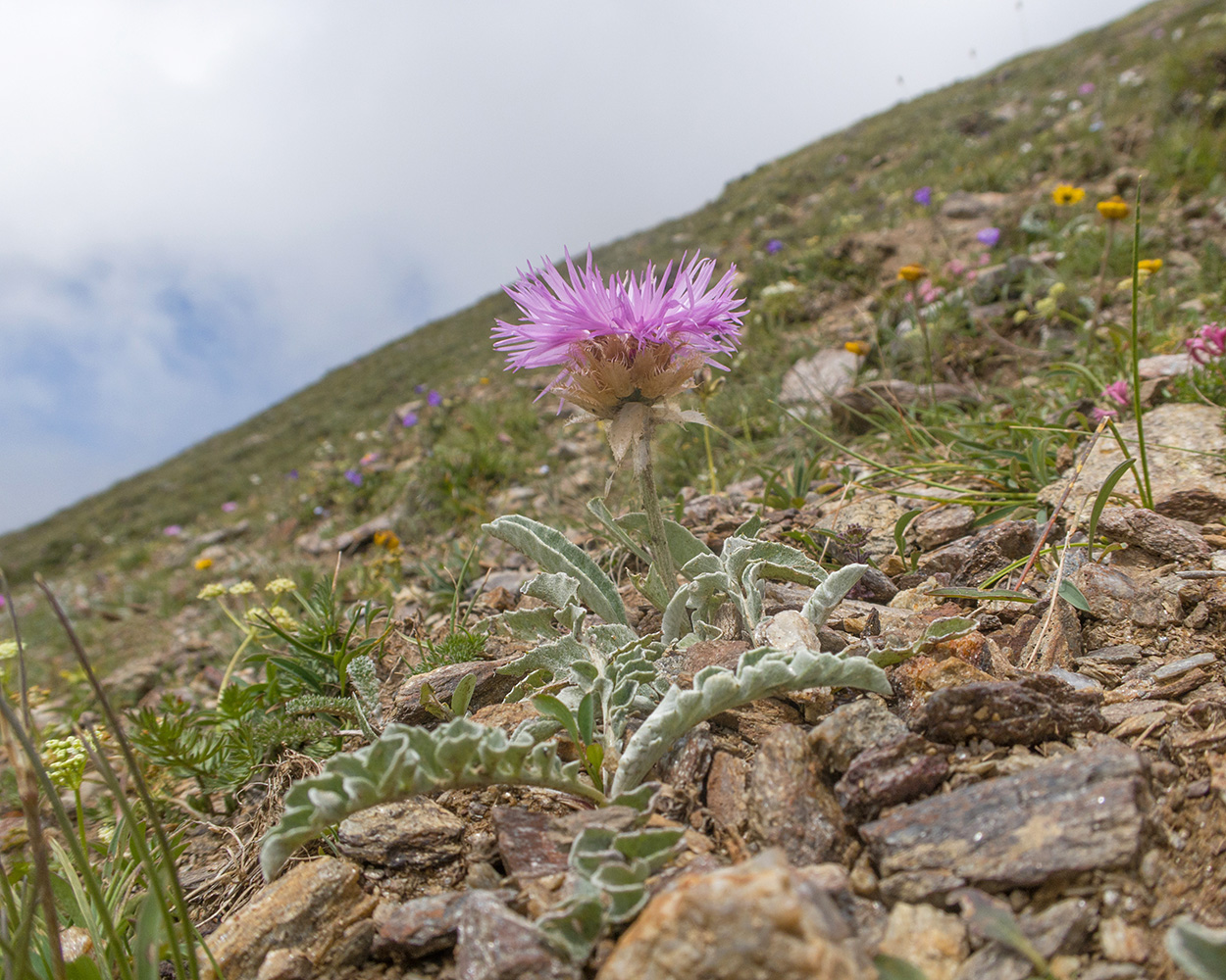 Image of Psephellus caucasicus specimen.
