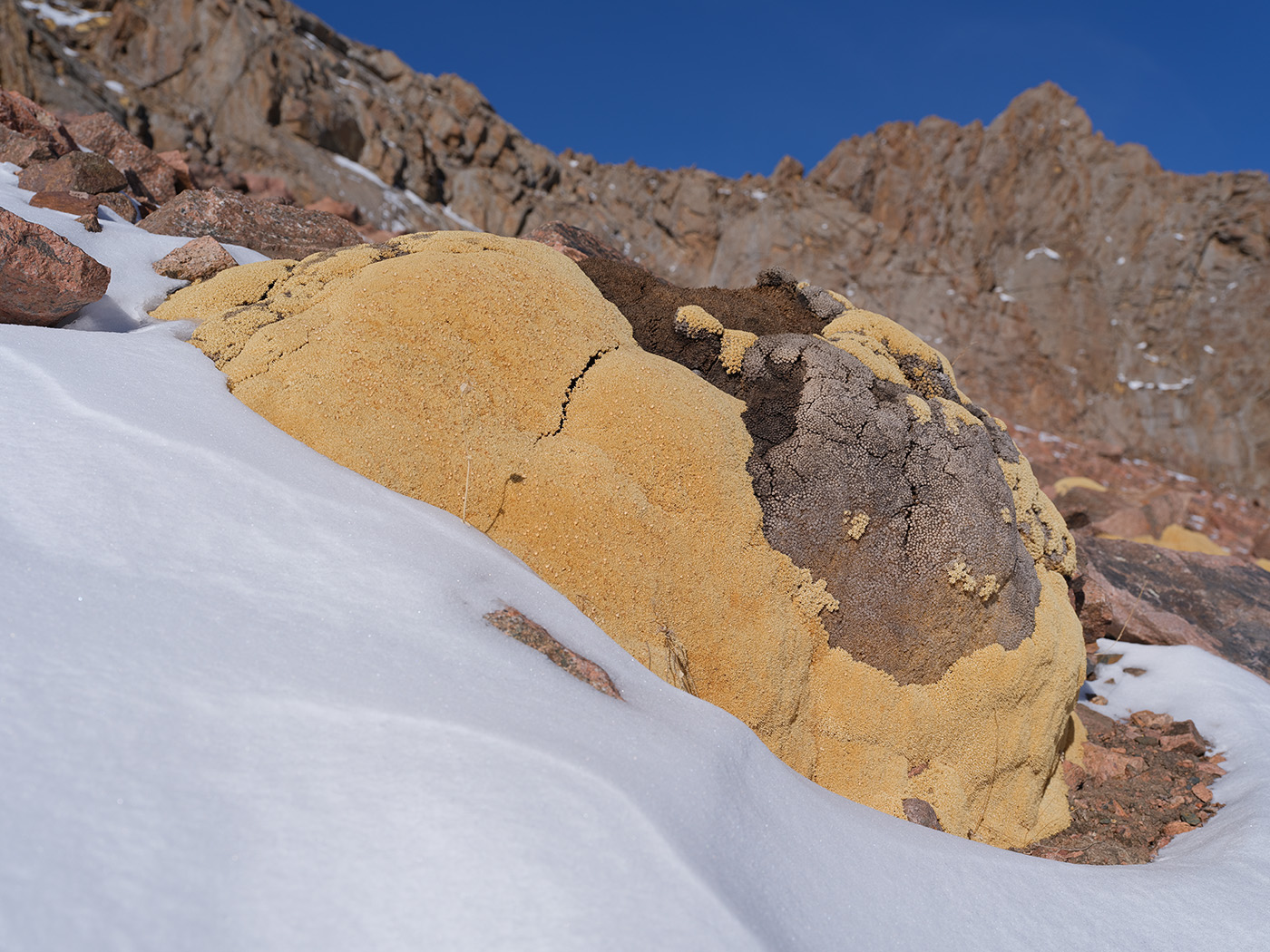 Изображение особи Thylacospermum caespitosum.