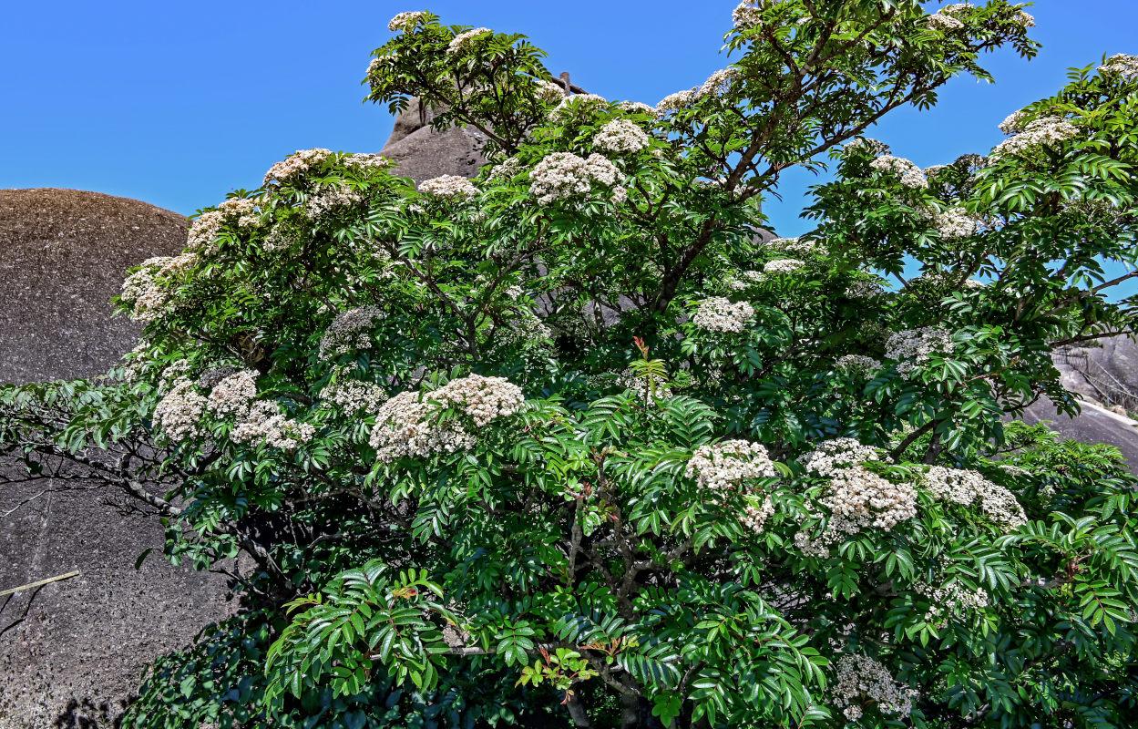 Image of Sorbus commixta specimen.