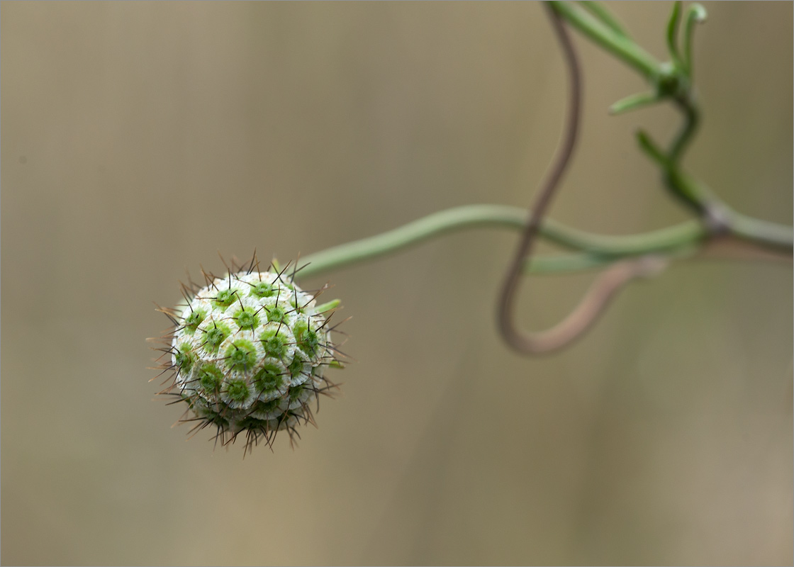 Изображение особи семейство Dipsacaceae.