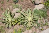 genus Verbascum. Вегетирующие растения. Турция, ил Карс, окр. локального перевала, выс. 2450 м н.у.м., глинистый участок. 27 мая 2025 г.