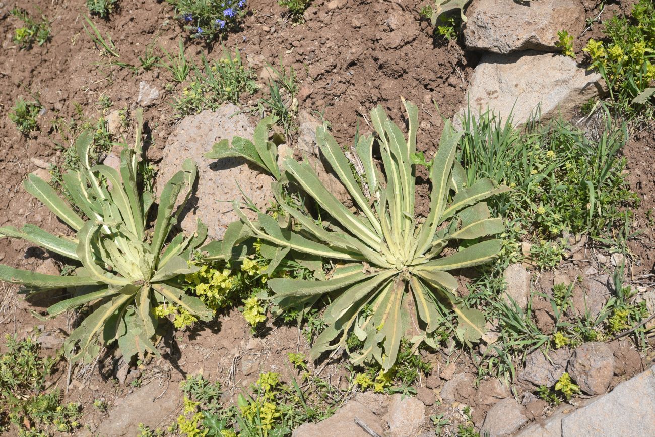Image of genus Verbascum specimen.