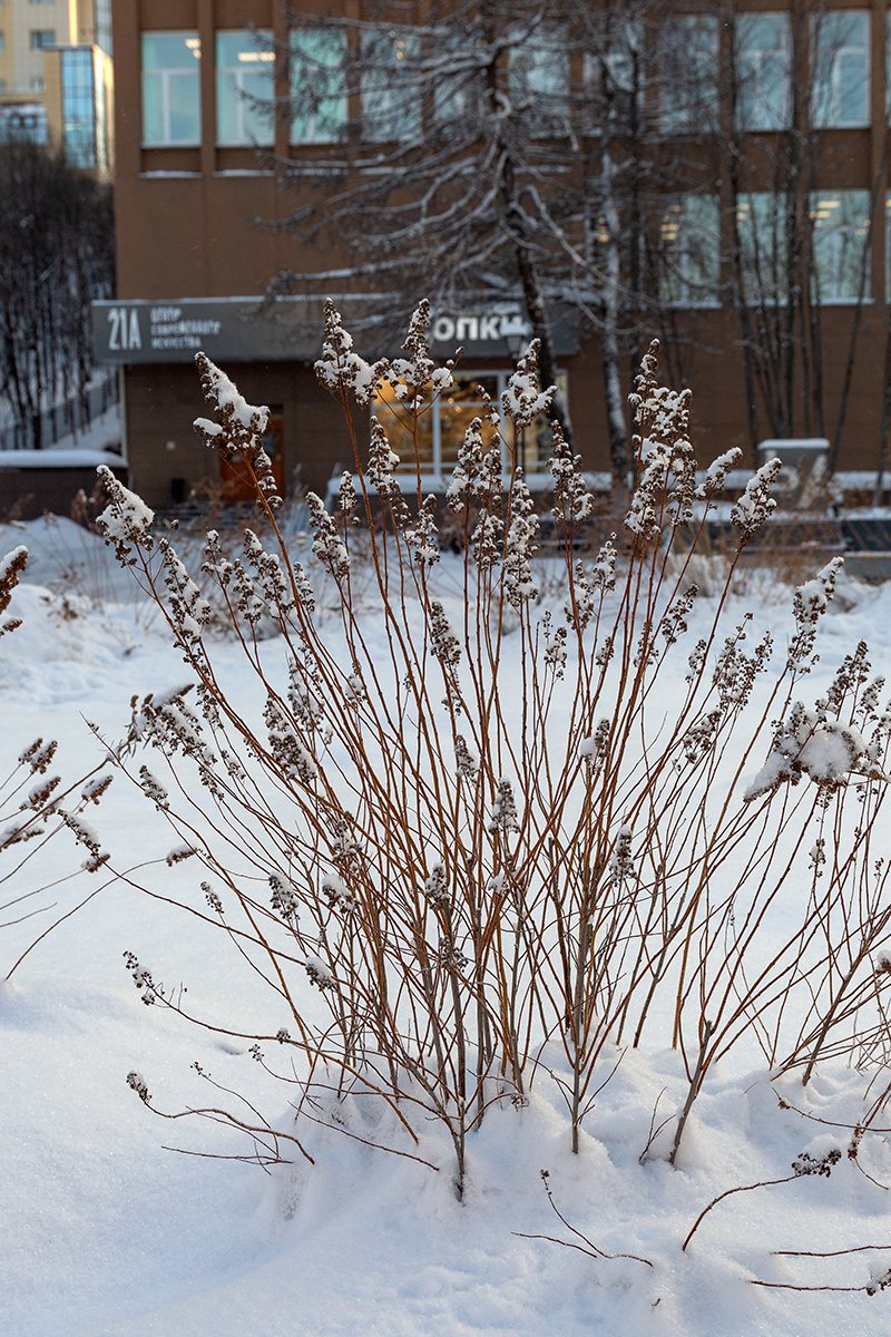 Изображение особи род Solidago.