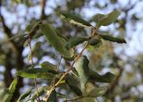 Quercus suber