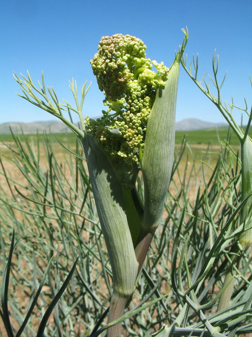 Image of Ferula leucographa specimen.