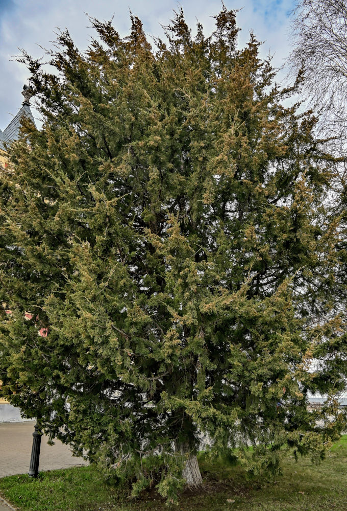 Изображение особи Juniperus virginiana.