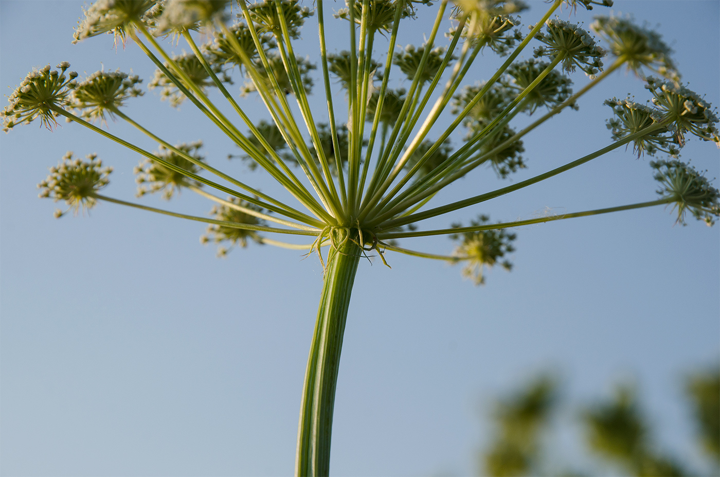 Изображение особи семейство Apiaceae.