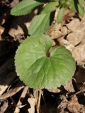 Ranunculus cassubicus. Пластинка прикорневого листа. Санкт-Петербург, Дудергофские высоты, широколиственный лес с Acer platanoides и Corylus avellana на склоне сев. экспозиции. 21.04.2026.