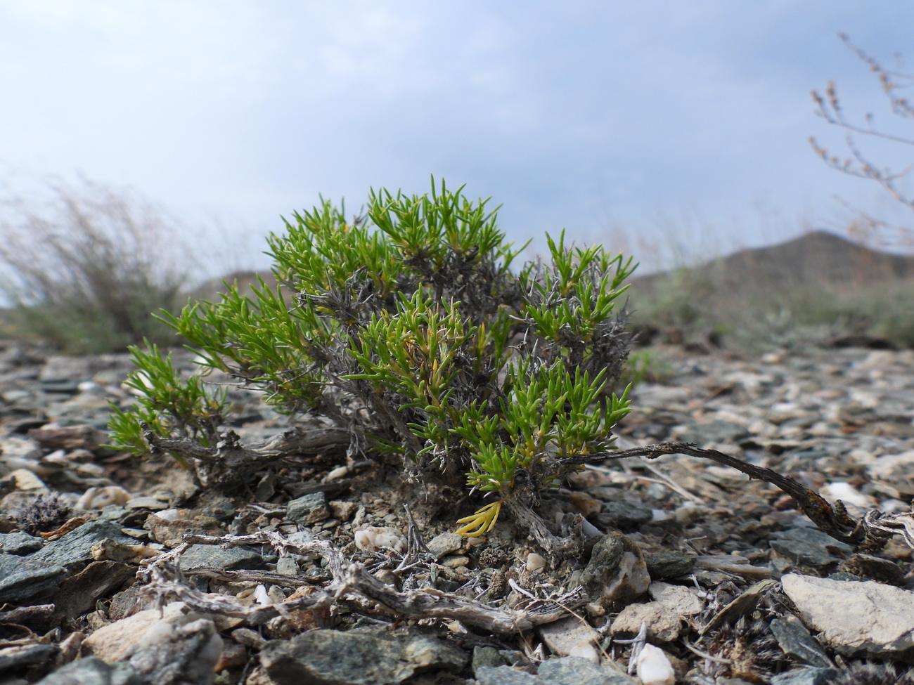 Изображение особи Arthrophytum subulifolium.