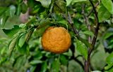 Citrus junos. Верхушка ветви с плодом. Китай, пров. Цзянсу, г. Сучжоу, в культуре. 27.05.2025.