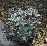 Carlina pygmaea