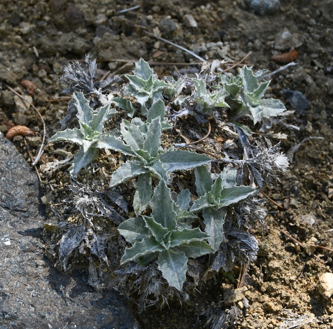 Image of Carlina pygmaea specimen.