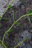 род Thymus