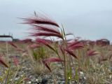 Hordeum jubatum