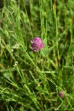 Trifolium pratense. Верхушка цветущего растения. Грузия, край Самцхе-Джавахети, Ахалцихский муниципалитет, 400 м от окр. с. Гуркели, левый борт р. Цинубанисцкали, выс. 1050 м н.у.м., луг. 8 июня 2026 г.