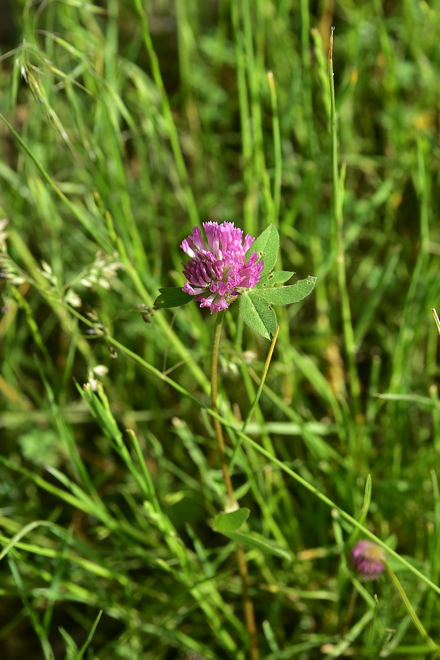 Изображение особи Trifolium pratense.