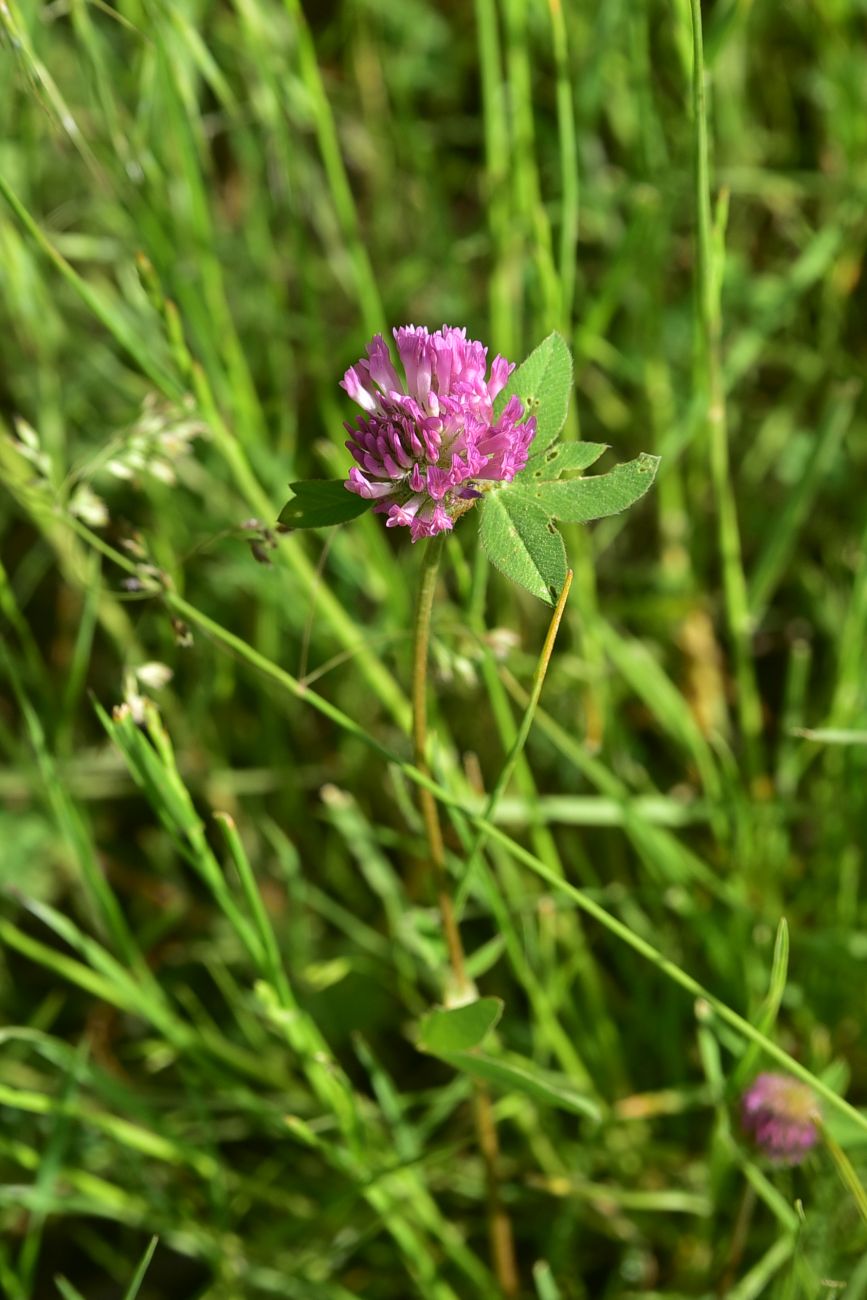 Image of Trifolium pratense specimen.