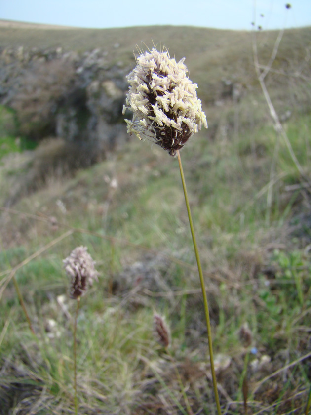 Image of Alopecurus vaginatus specimen.