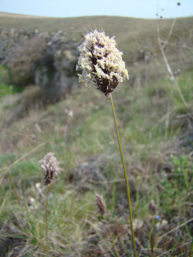 Image of Alopecurus vaginatus specimen.