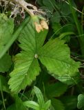 genus Fragaria