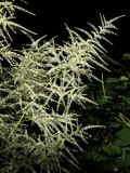 Aruncus sylvestris. Соцветие. Ленинградская обл., Кировский р-н, пос. Дачное, дол. р. Мга, дачный участок, в культуре. 19.06.2026.