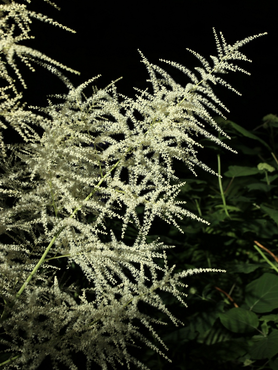 Изображение особи Aruncus sylvestris.
