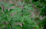 Смотреть изображение Broussonetia papyrifera