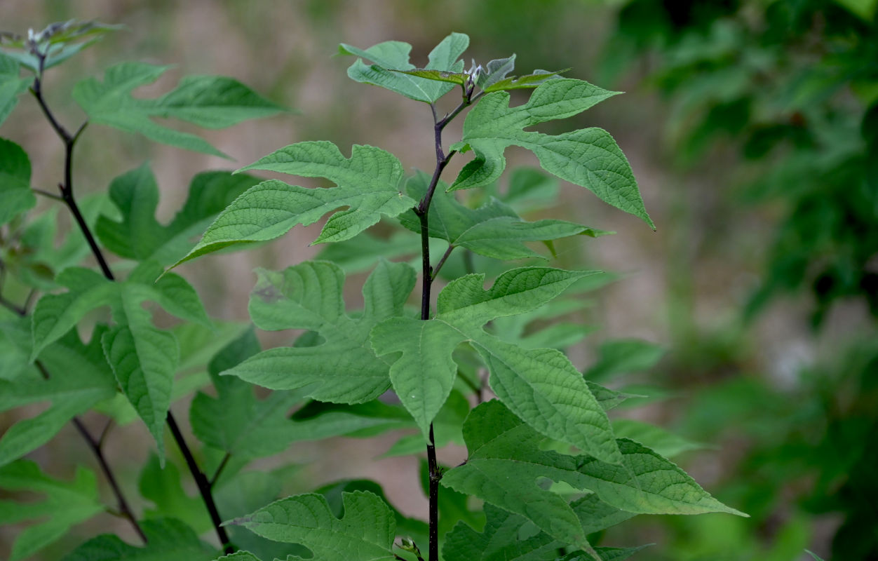 Image of Broussonetia papyrifera specimen.
