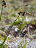 Scirpus maximowiczii