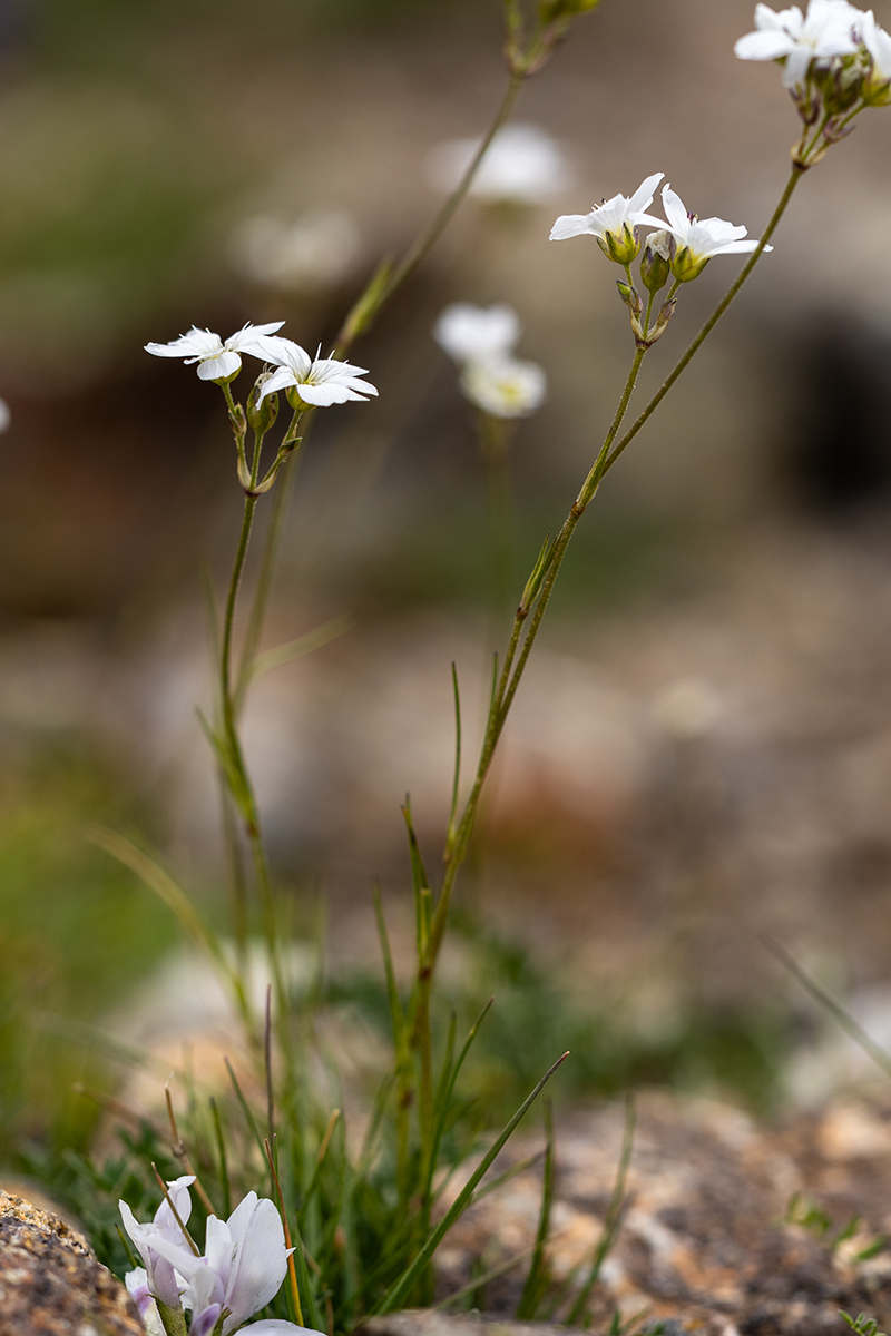 Изображение особи род Gypsophila.