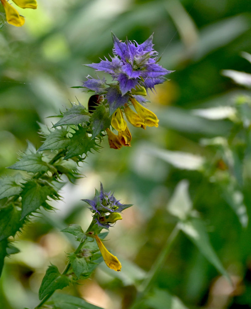 Изображение особи Melampyrum nemorosum.