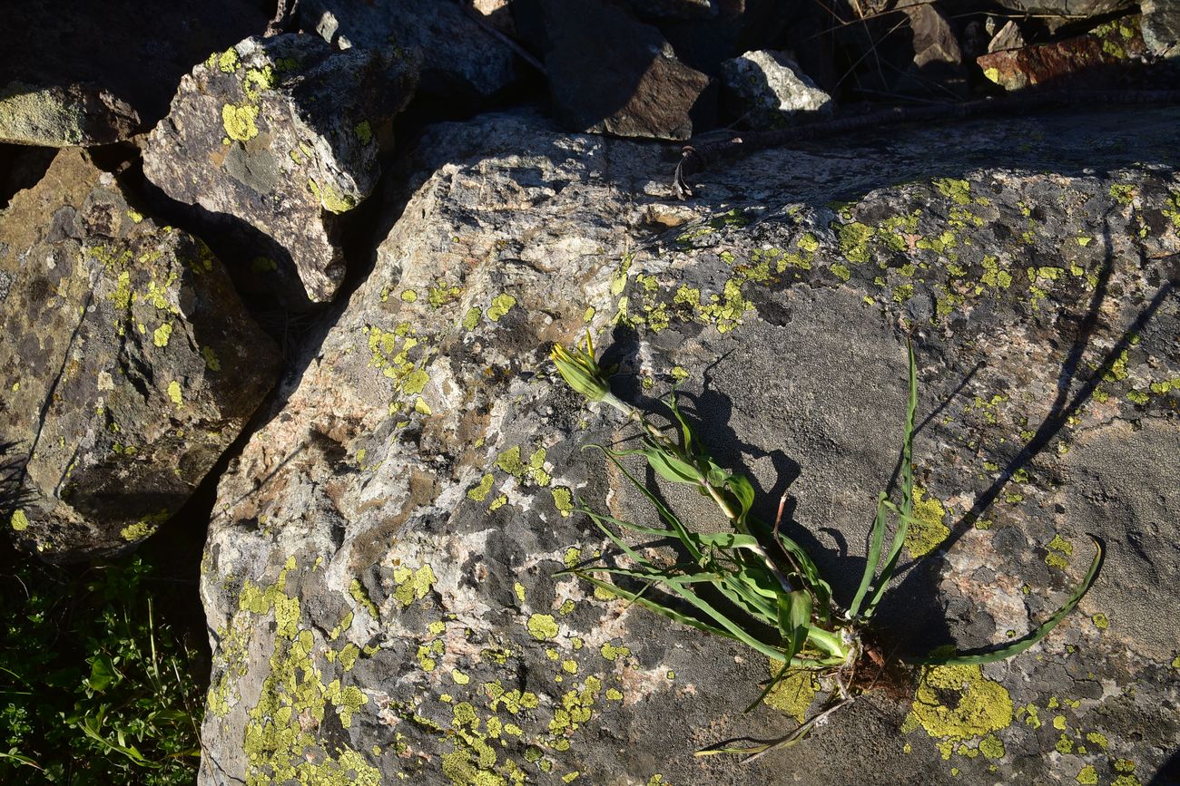 Image of genus Tragopogon specimen.