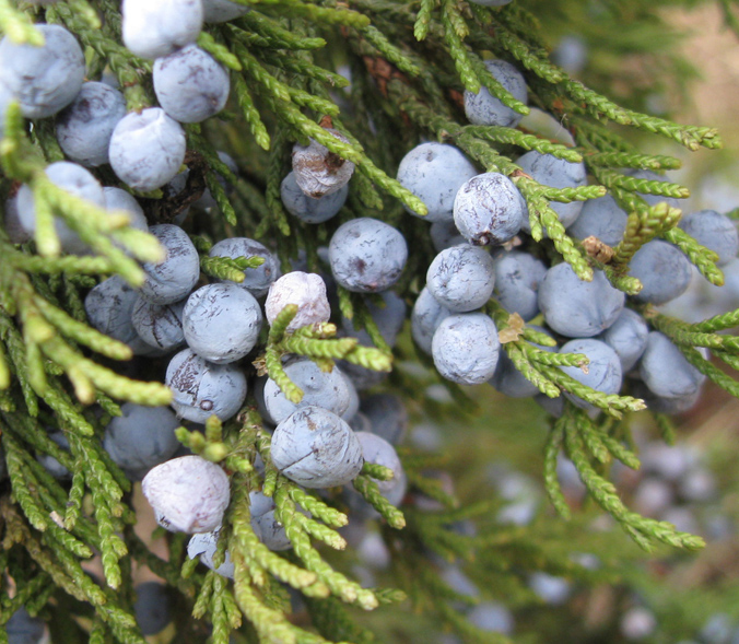 Image of Juniperus virginiana specimen.