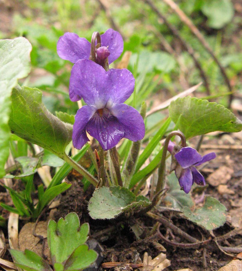 Изображение особи Viola ambigua.