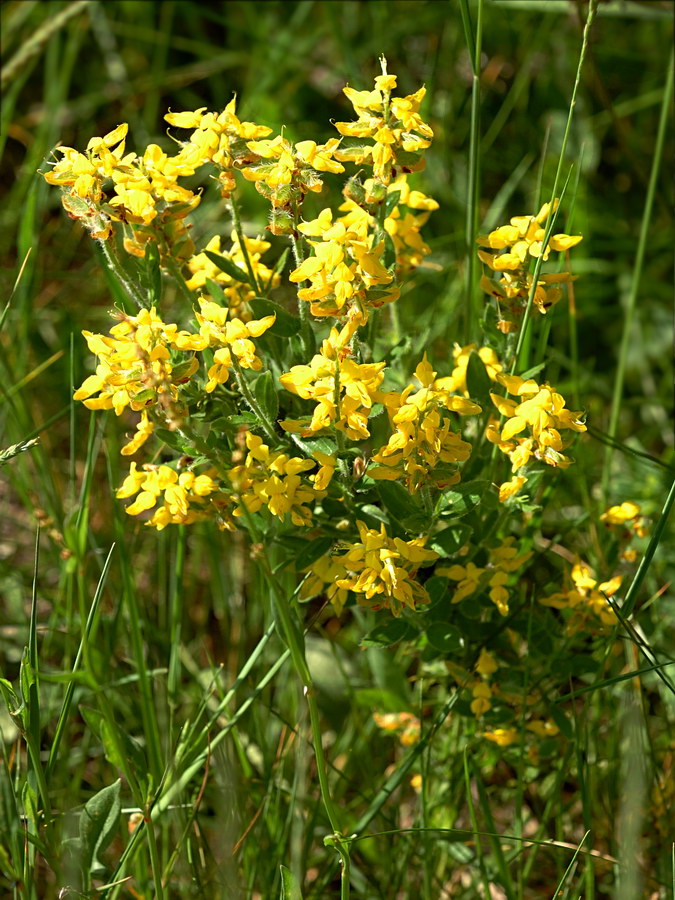 Image of Genista germanica specimen.