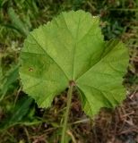 Image of taxon representative. Author is Надежда Замкова