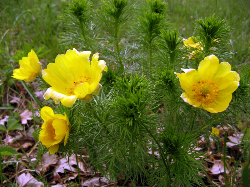 Изображение особи Adonis vernalis.