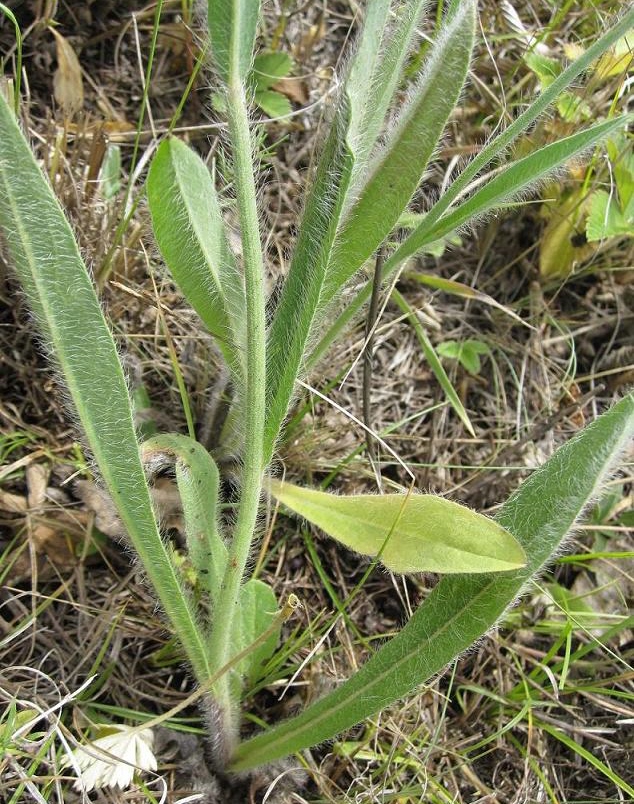 Image of genus Hieracium specimen.