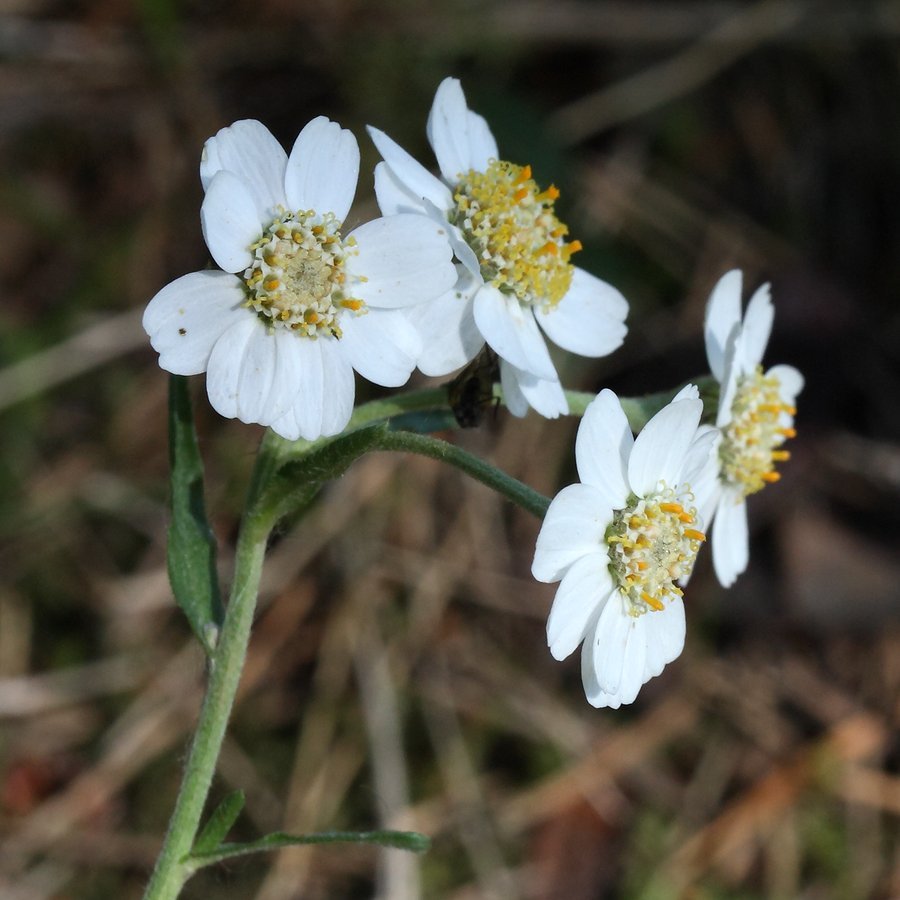 Image of Achillea cartilaginea specimen.