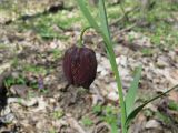 Fritillaria grandiflora