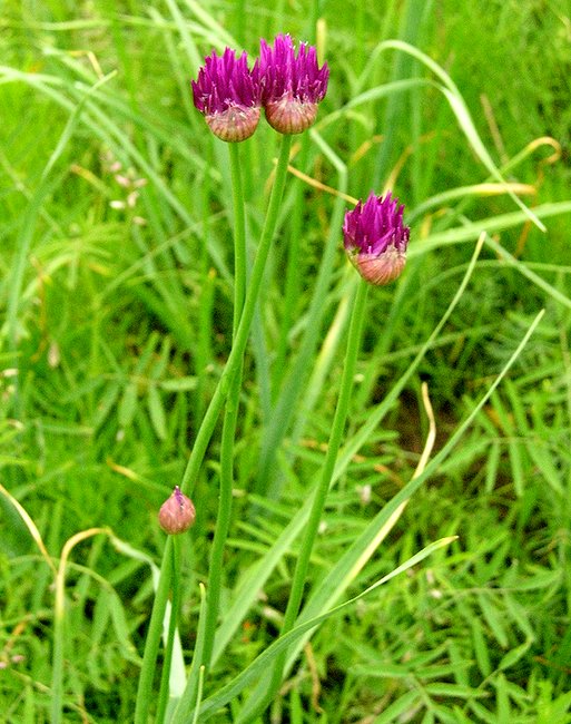 Image of Allium jodanthum specimen.