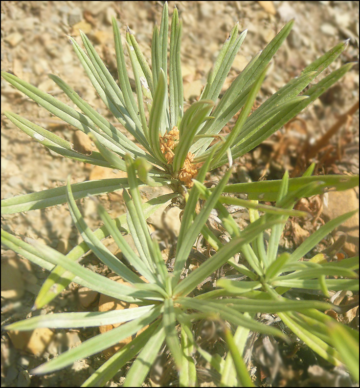 Image of Onosma polyphylla specimen.