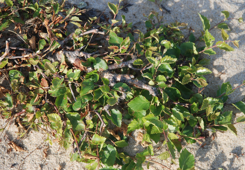 Image of Betula fusca specimen.