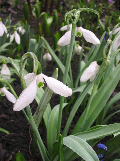 Image of Galanthus elwesii var. monostictus specimen.