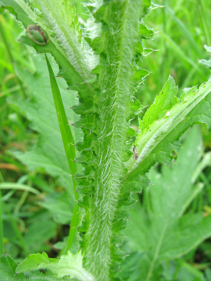 Image of Carduus crispus specimen.