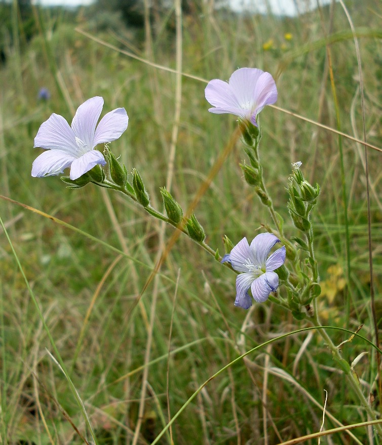 Изображение особи Linum hirsutum.