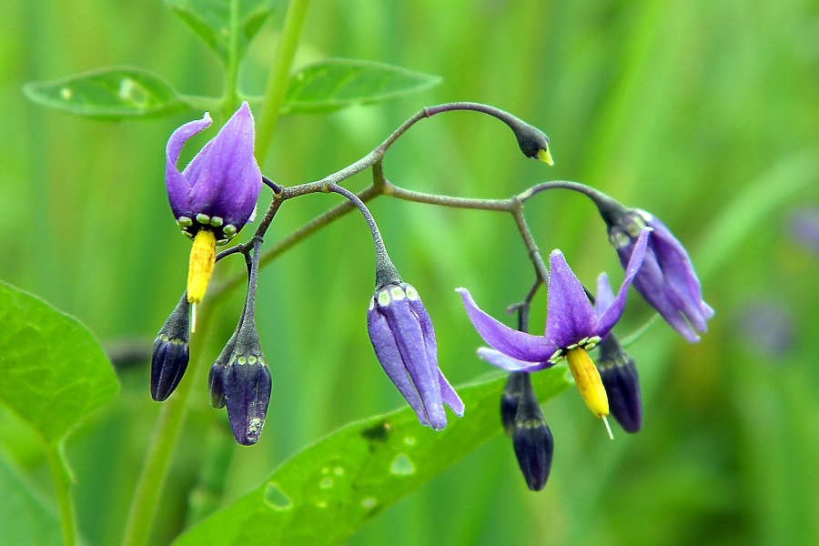 Image of Solanum dulcamara specimen.