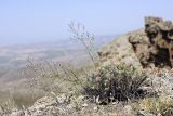 Astragalus inaequalifolius. Цветущее растение (низкое) в сообществе с Centaurea squarrosa (высокие побеги). Южный Казахстан, Верхний Боролдай, ущ. Карасай, южный гребень. 05.07.2011.